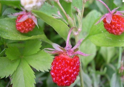 Wild Strawberry seed Fragaria vesca